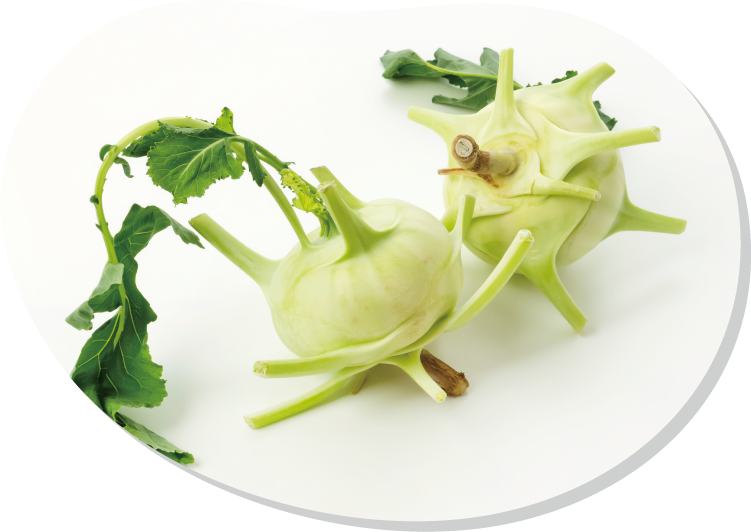 コールラビ　肥大した茎を利用する野菜