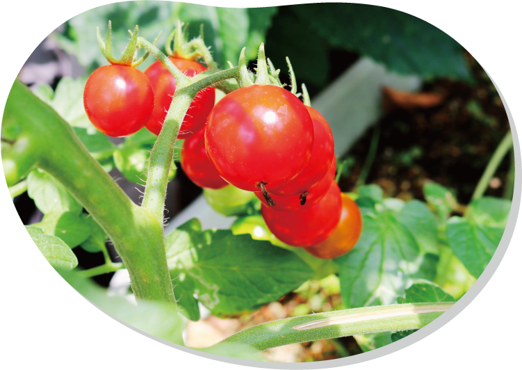 家庭菜園のプランニング　連作回避とスペースの有効活用