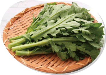 シュンギクのトンネル栽培　品種の使い分けに留意